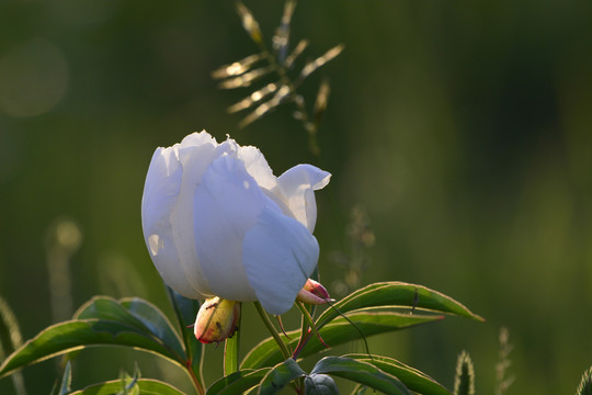 芍药