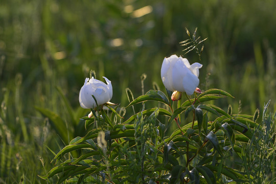 芍药花