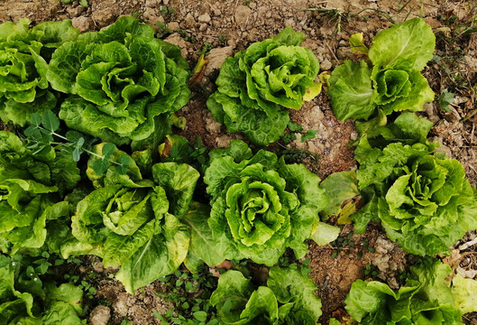 生菜种植