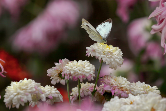 菊花与白色的蝴蝶