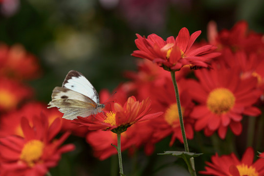 菊花与白色的蝴蝶