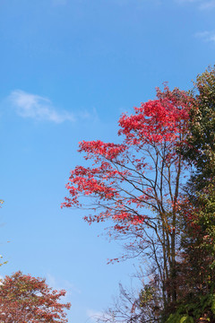 水富铜锣坝原始森林自然景观