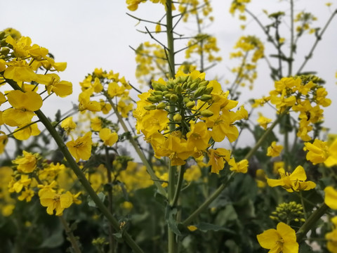 油菜花