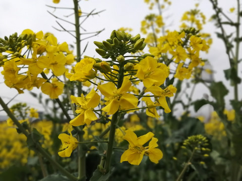 油菜花