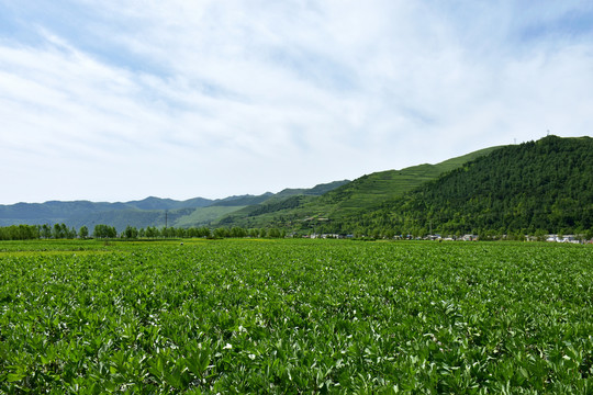 乡村田园风光