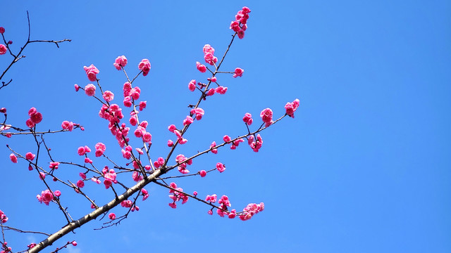 红梅花枝