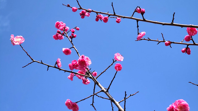 红梅花枝