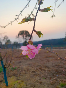 樱花