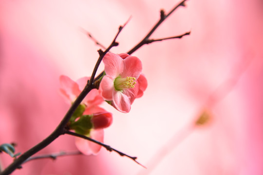 干枝梅特写