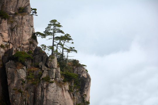 黄山松