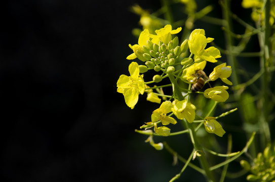 蜜蜂在油菜花上采蜜