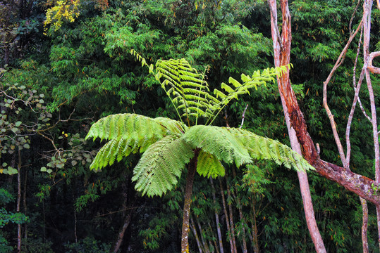 桫椤