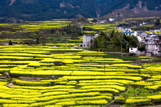 家朋油菜花田