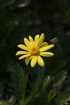 小邹菊