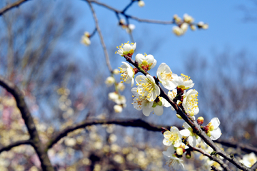 南京梅花山梅花