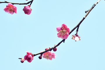 南京梅花山梅花