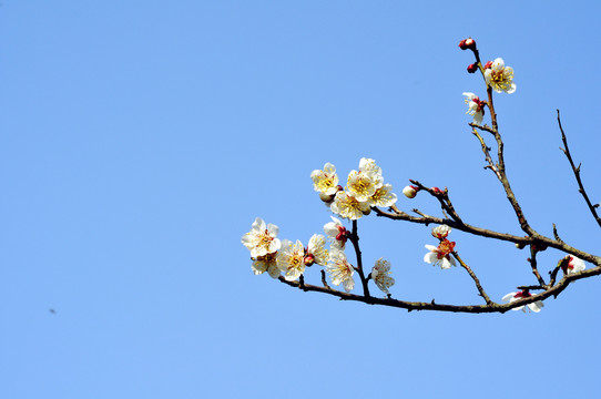 梅花山