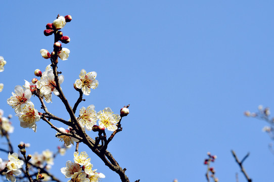 梅花山