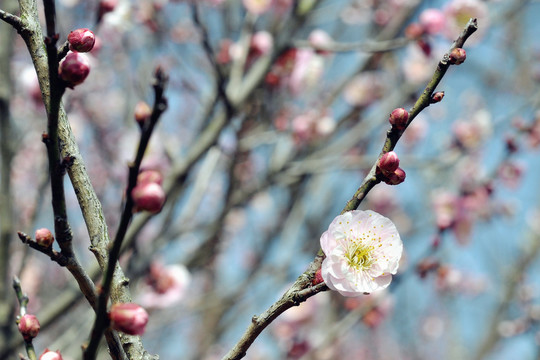 梅花山国际梅花节