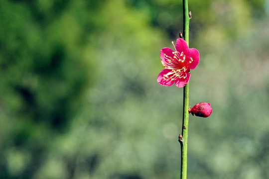 南京梅花山国际梅花节