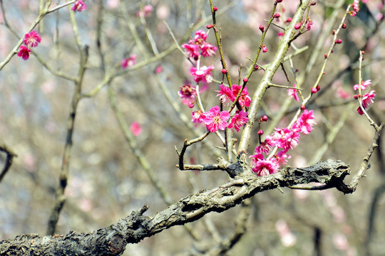 南京梅花山国际梅花节