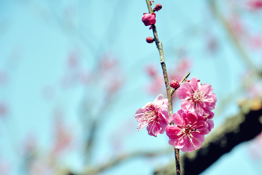 南京梅花山国际梅花节