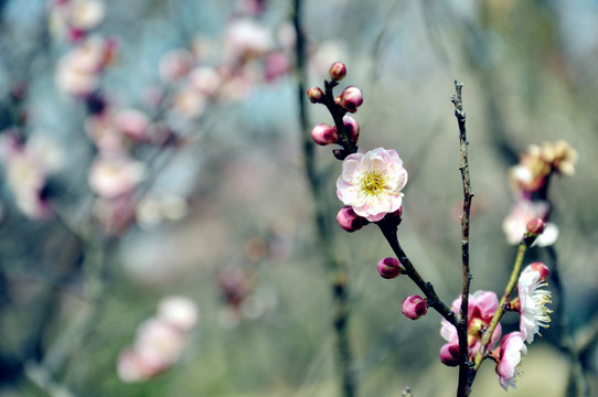 南京梅花山国际梅花节