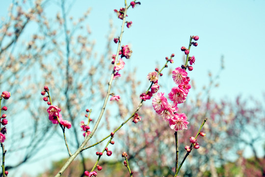 南京梅花山国际梅花节