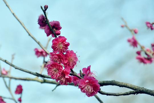 梅花山国际梅花节