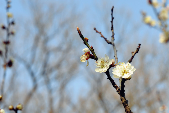 梅花山