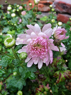 菊花