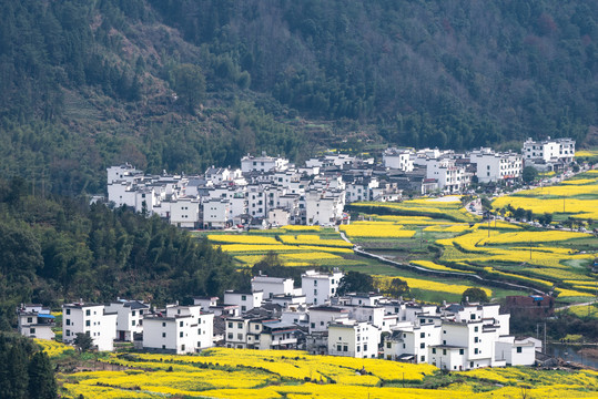 江西婺源油菜花田徽派建筑特写