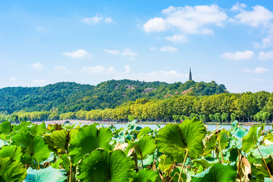 杭州西湖夏日断桥保俶塔与荷叶