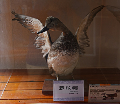 罗纹鸭标本