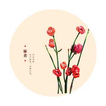 麻黃