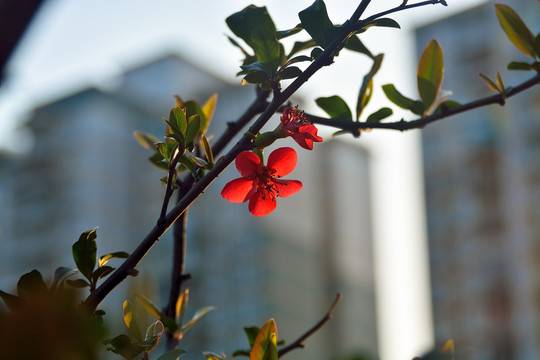 石榴花