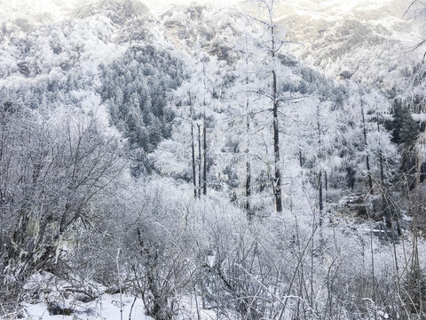 雪松