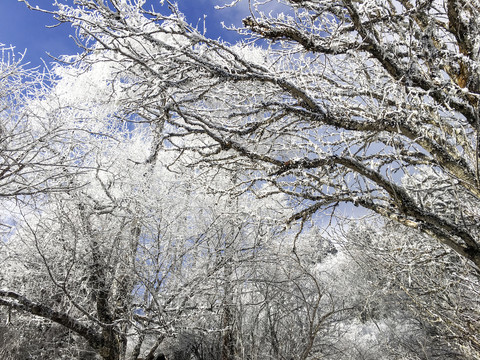 雪松