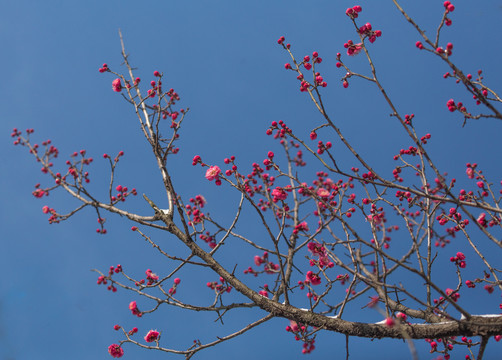 梅花