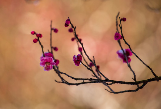 红梅花