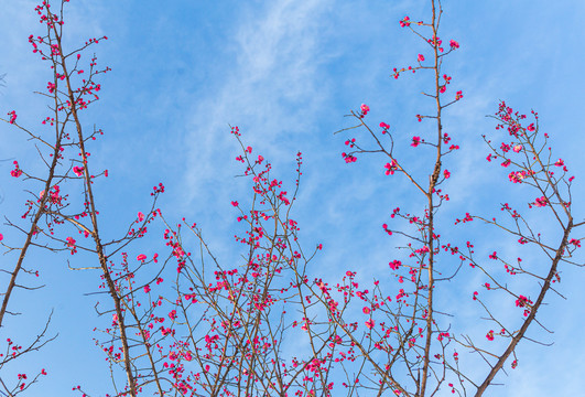 梅花