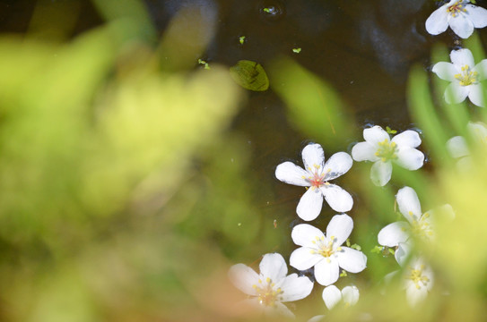 油桐花