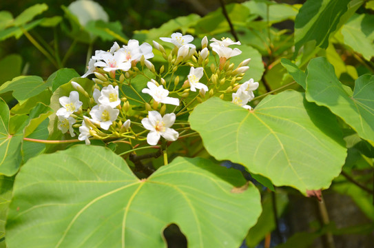 油桐花