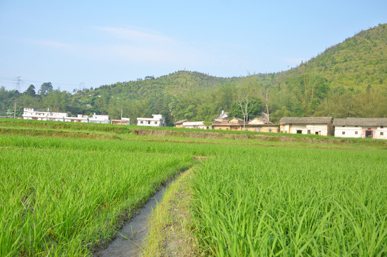 广东农村