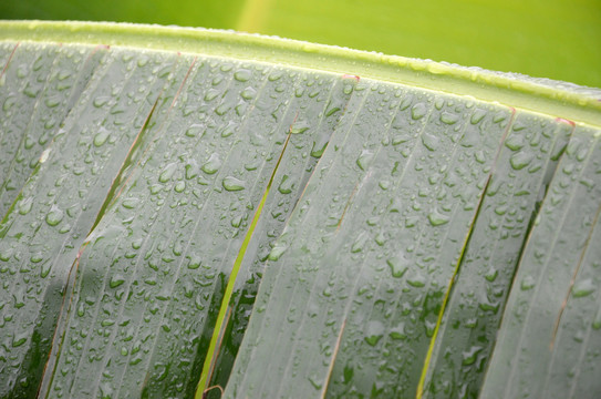 雨打芭蕉