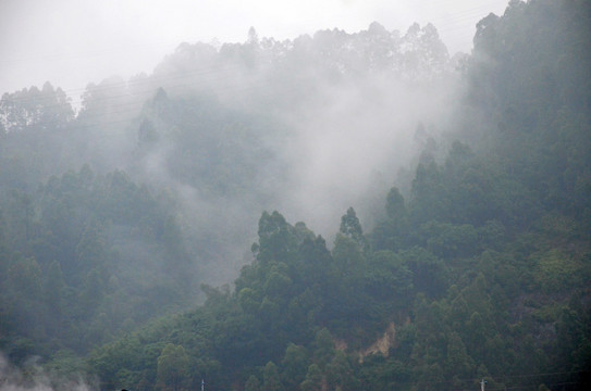 树林云雾