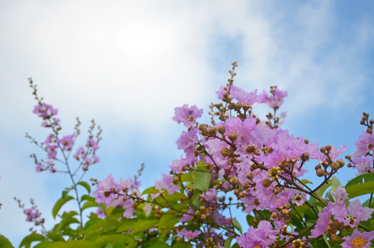 紫薇花