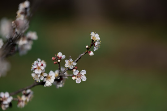 梅花