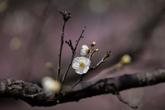 梅花特写