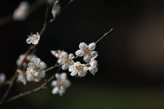 梅花